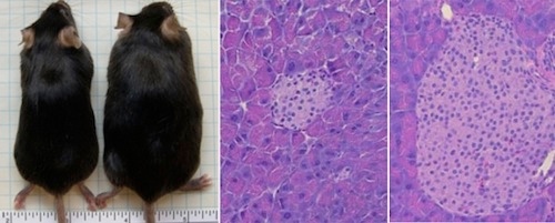 Les mauvaises bactéries se développent alors que la souris grossit